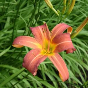 Hemerocallis 'Pink Damask' ---